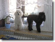 Poodle, Caniche