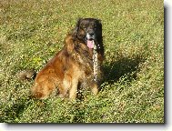 Leonberger