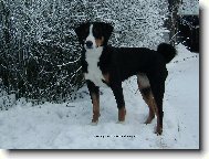 Appenzeller Sennenhund