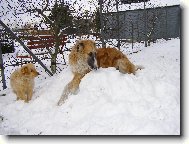 Borzoi  Russian Hunting Sighthound