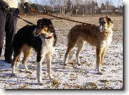 Borzoi  Russian Hunting Sighthound