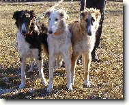 Borzoi  Russian Hunting Sighthound