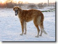 Borzoi  Russian Hunting Sighthound