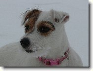 Jack Russell Terrier