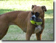 Deutscher boxer \(Dog standard\)