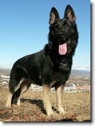 German Shepherd Dog