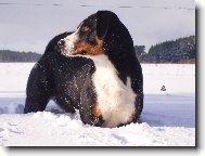 Appenzeller Sennenhund