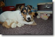 Jack Russell Terrier