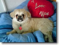 Pekingese, Pekinese, Peking Palasthound