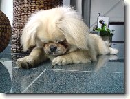 Pekingese, Pekinese, Peking Palasthound