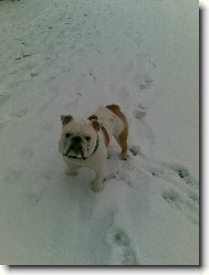 English Bulldog