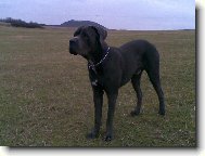 Cane Corso Italiano