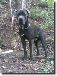 Cane Corso Italiano