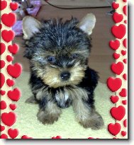 Jorkrsk terier, Yorkshire Terrier,