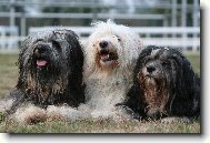 Tibetan Terrier