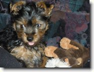 Jorkrsk terier, Yorkshire Terrier,