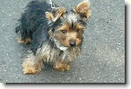 Jorkrsk terier, Yorkshire Terrier,