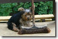 Jorkrsk terier, Yorkshire Terrier,