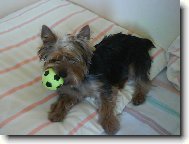 Jorkrsk terier, Yorkshire Terrier,