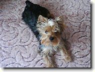 Jorkrsk terier, Yorkshire Terrier,