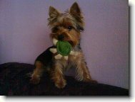 Jorkrsk terier, Yorkshire Terrier,