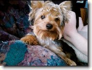 Jorkrsk terier, Yorkshire Terrier,