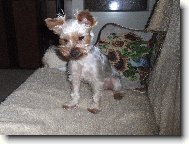 Jorkrsk terier, Yorkshire Terrier,