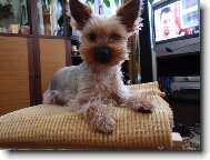 Jorkrsk terier, Yorkshire Terrier,