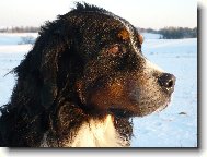 Bernese mountain dog \(Dog standard\)