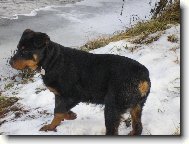 Rottweiler \(Dog standard\)