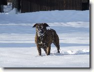 Dogo Canario