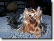 Jorkrsk terier, Yorkshire Terrier,