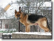 German Shepherd Dog