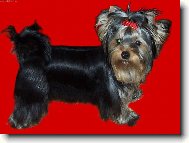 Jorkrsk terier, Yorkshire Terrier,