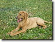 Rhodesian Ridgeback