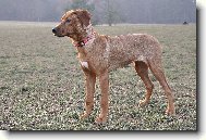 Rhodesian Ridgeback