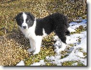 Border Collie