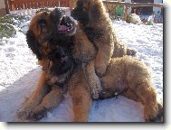 Leonberger