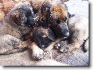 Leonberger