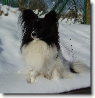 Papillon \(Dog standard\)