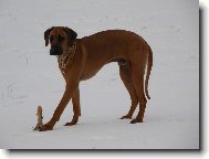 Rhodesian Ridgeback