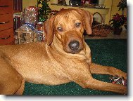 Rhodesian Ridgeback