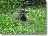 Cane Corso Italiano