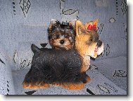 Jorkrsk terier, Yorkshire Terrier,