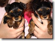 Jorkrsk terier, Yorkshire Terrier,