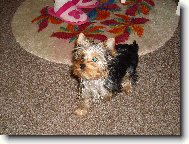 Jorkrsk terier, Yorkshire Terrier,