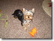 Jorkrsk terier, Yorkshire Terrier,