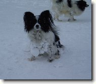 Papillon \(Dog standard\)