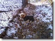 Jorkrsk terier, Yorkshire Terrier,