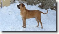 Fila Brasileiro